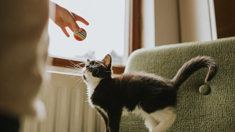 How to Teach Your Kitten to Fetch a Small Toy Step by Step