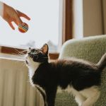 How to Teach Your Kitten to Fetch a Small Toy Step by Step
