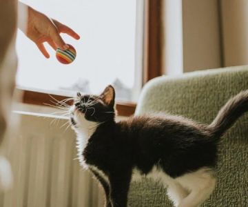 How to Teach Your Kitten to Fetch a Small Toy Step by Step