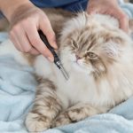 How to Prepare Your Kitten for Their First Grooming Session | Omnia Pet