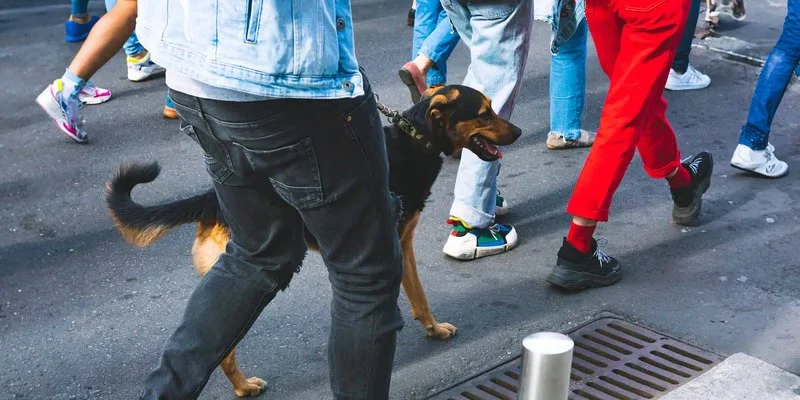 How to Train Your Dog to Ignore Distractions on a Walk