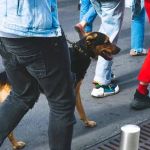 How to Train Your Dog to Ignore Distractions on a Walk