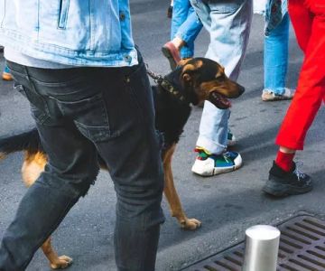 How to Train Your Dog to Ignore Distractions on a Walk
