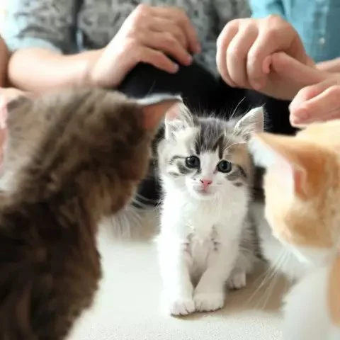 Understanding Kitten Socialization: The Critical Period for Healthy Development