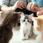 Understanding Kitten Socialization: The Critical Period for Healthy Development