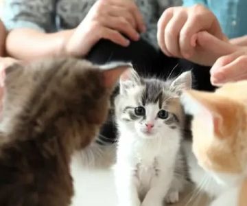 Understanding Kitten Socialization: The Critical Period for Healthy Development