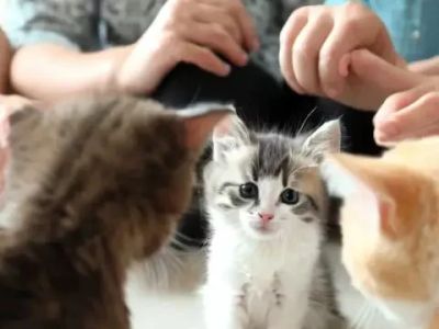 Understanding Kitten Socialization: The Critical Period for Healthy Development