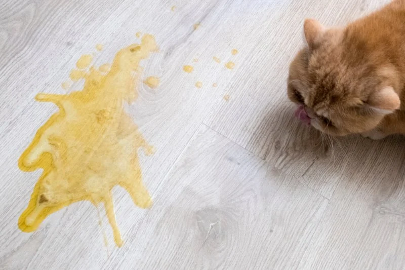 Why Is My Cat Vomiting? Yellow, White Foam, and After Eating Explained