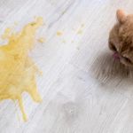 Why Is My Cat Vomiting? Yellow, White Foam, and After Eating Explained