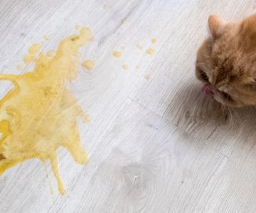 Why Is My Cat Vomiting? Yellow, White Foam, and After Eating Explained