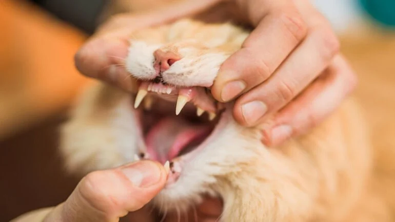 Why Is My Kitten's Tooth Loose? Understanding Kitten Dental Health