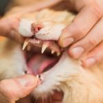 Why Is My Kitten's Tooth Loose? Understanding Kitten Dental Health