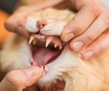 Why Is My Kitten's Tooth Loose? Understanding Kitten Dental Health
