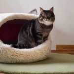 How to Introduce Your Kitten to a New Bed | Tips for Comfort and Safety