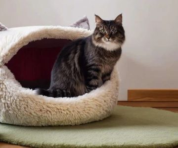 How to Introduce Your Kitten to a New Bed | Tips for Comfort and Safety