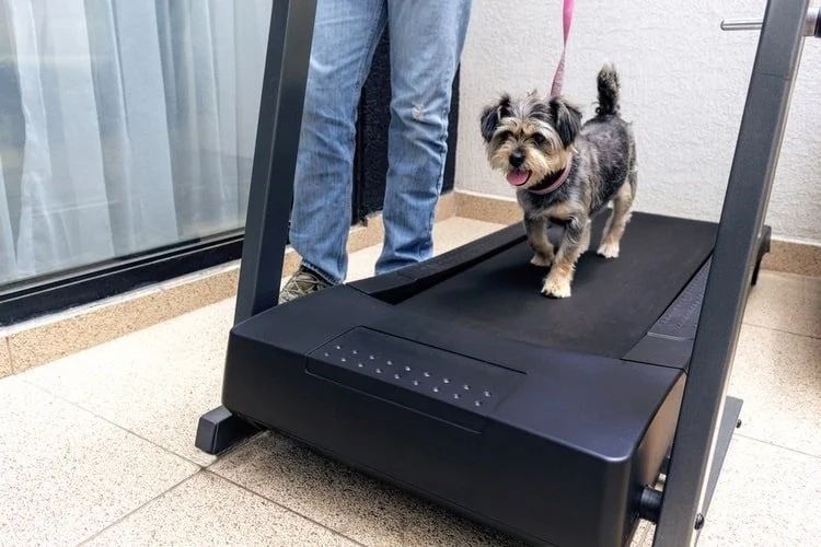 How to Train Your Dog to Use a Treadmill for Exercise