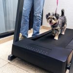 How to Train Your Dog to Use a Treadmill for Exercise