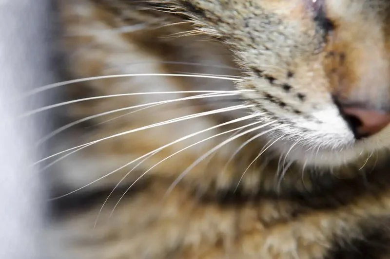 How to Help a Kitten with a Broken Whisker: Expert Tips and Care