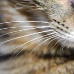 How to Help a Kitten with a Broken Whisker: Expert Tips and Care