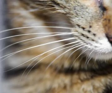 How to Help a Kitten with a Broken Whisker: Expert Tips and Care