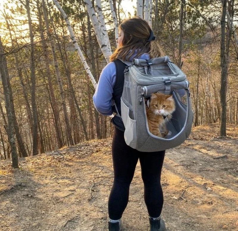 How to Introduce Your Kitten to a Cat Backpack Safely and Calmly