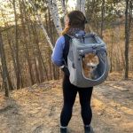 How to Introduce Your Kitten to a Cat Backpack Safely and Calmly