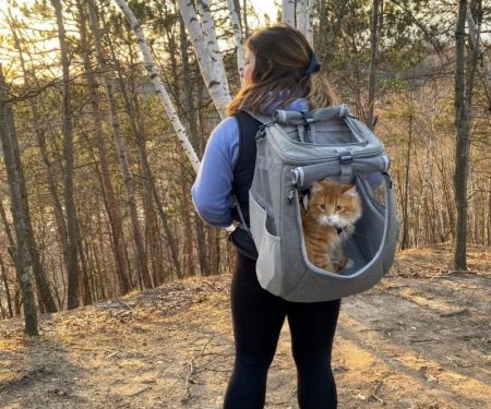 How to Introduce Your Kitten to a Cat Backpack Safely and Calmly