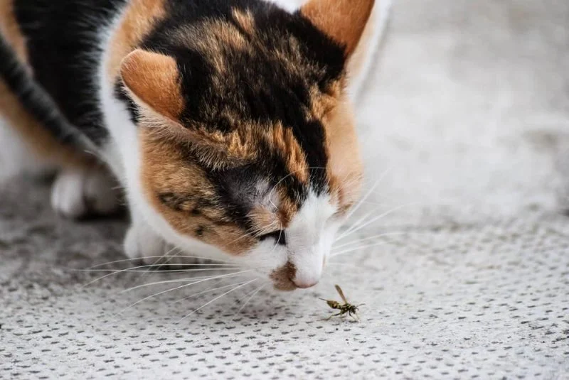 How to Keep Your Kitten from Eating Poisonous Bugs: Safety Guide