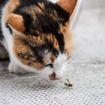 How to Keep Your Kitten from Eating Poisonous Bugs: Safety Guide