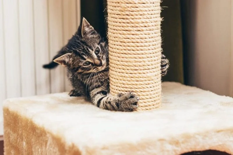 How to Train Your Kitten to Use a Scratching Post Effectively