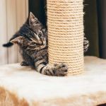 How to Train Your Kitten to Use a Scratching Post Effectively
