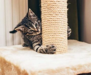 How to Train Your Kitten to Use a Scratching Post Effectively