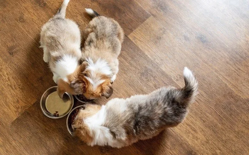The Best Dog Foods for Puppies with Sensitive Stomachs