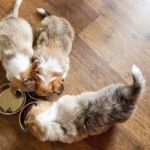 The Best Dog Foods for Puppies with Sensitive Stomachs
