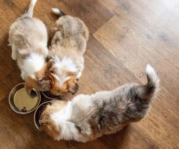 The Best Dog Foods for Puppies with Sensitive Stomachs