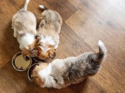 The Best Dog Foods for Puppies with Sensitive Stomachs