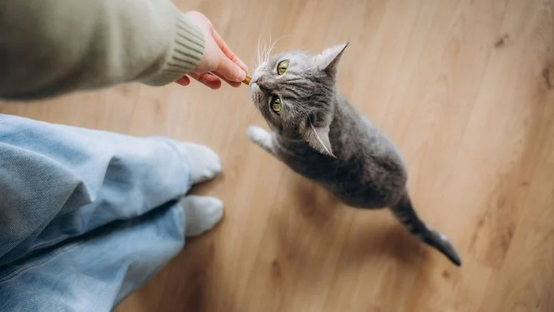 How to Tell if Your Cat is Happy: Body Language Signs in 2026