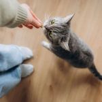 How to Tell if Your Cat is Happy: Body Language Signs in 2026