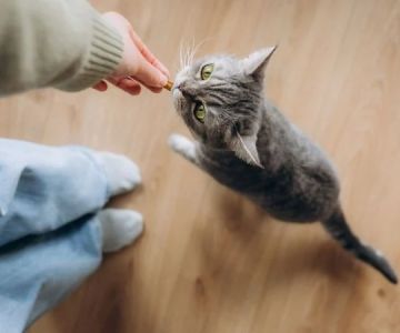 How to Tell if Your Cat is Happy: Body Language Signs in 2026