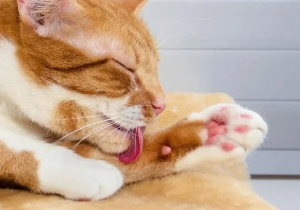 How to Tell if Your Cat is Left-Pawed or Right-Pawed