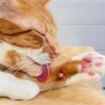 How to Tell if Your Cat is Left-Pawed or Right-Pawed