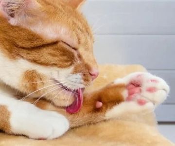 How to Tell if Your Cat is Left-Pawed or Right-Pawed