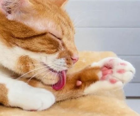 How to Tell if Your Cat is Left-Pawed or Right-Pawed