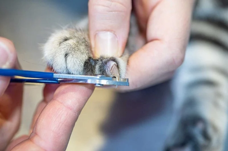 How to Trim a Kitten’s Claws Safely Without Getting Scratched