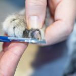 How to Trim a Kitten’s Claws Safely Without Getting Scratched