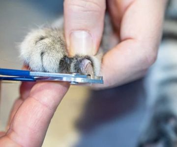 How to Trim a Kitten’s Claws Safely Without Getting Scratched