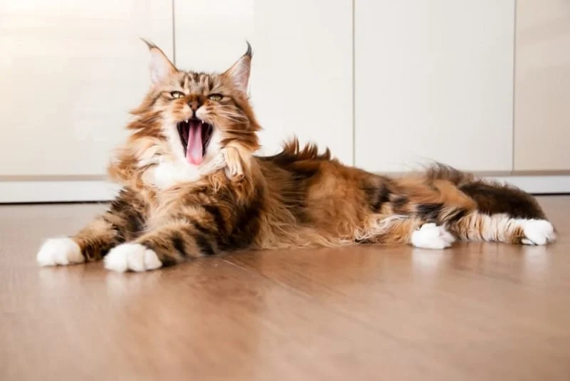 The Top 10 Most Talkative Kitten Breeds That Keep Owners Entertained