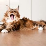 The Top 10 Most Talkative Kitten Breeds That Keep Owners Entertained