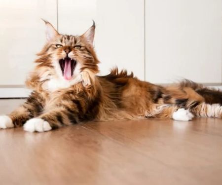 The Top 10 Most Talkative Kitten Breeds That Keep Owners Entertained