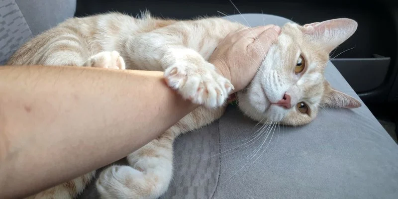 Why Does My Cat Knead Me? The Surprising Reasons Behind This Behavior Explained